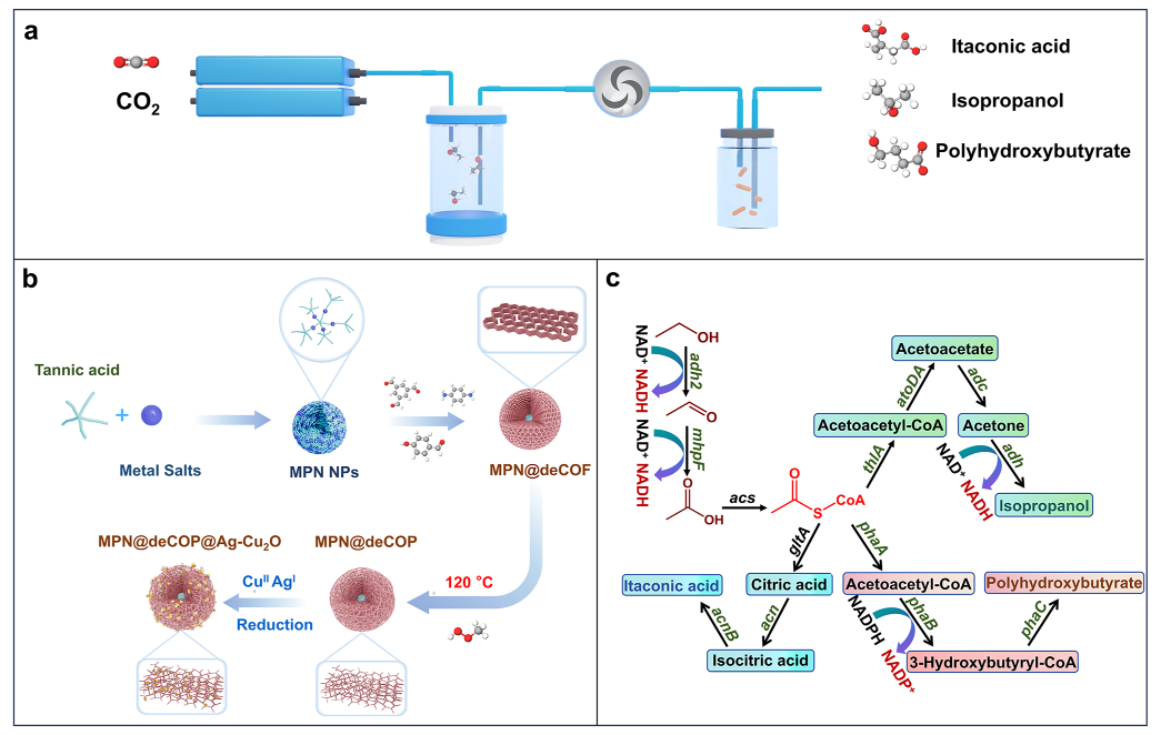 吕永琴生物与化学交叉研究实验室的最新成果《Spatially Decoupled Electro-Biosystem for Efficient CO₂-to-Chemicals Conversion via Tandem Catalysis》在 Advanced Energy Materials期刊正式在线发表！